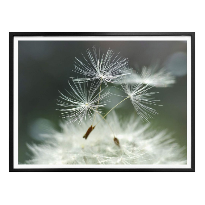 Poster Delgado - Pusteblumenvielfalt