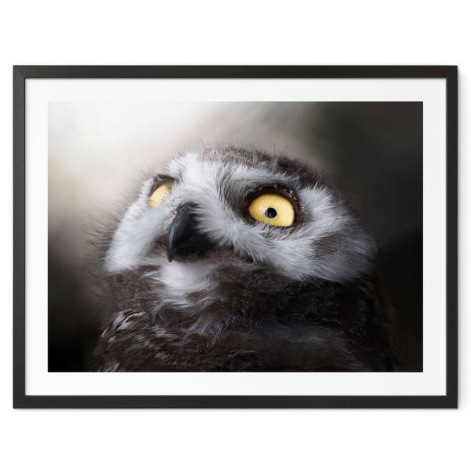 Poster Nachtaktive Eule - Leon Photography