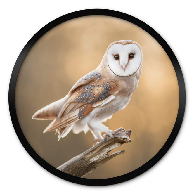 Poster van Duijn - Schleiereule in goldenem Licht - Rund