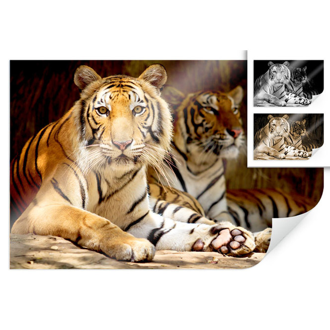 Poster Zwei Königstiger