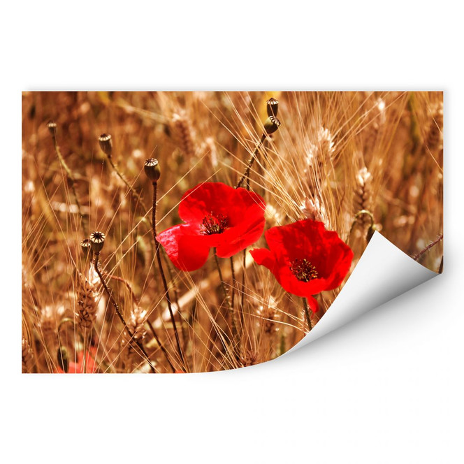 Wallprint Mohnblüten im Feld