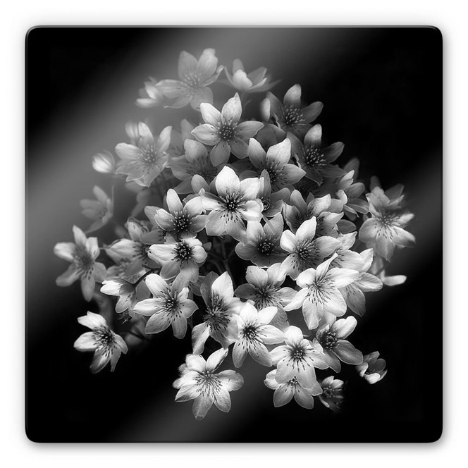 Glasbild Depaepe - Early Sensation