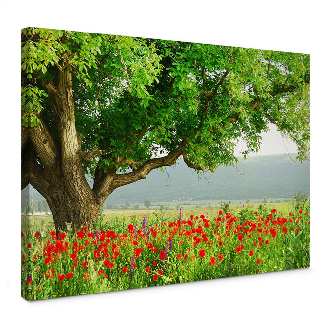 Leinwandbild Sommererwachen
