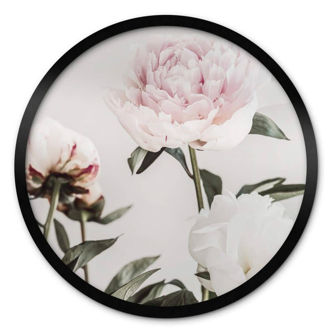 Poster 1X Studio - Drei blühende Pfingstrosen - Rund