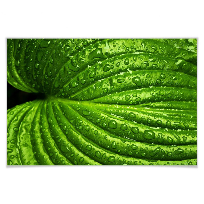 Poster Nach dem Regen