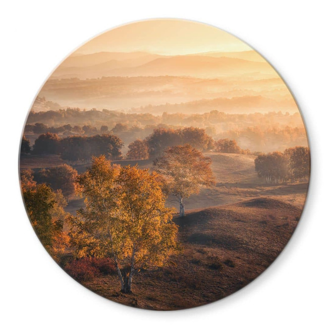 Glasbild Birkenbäume im goldenen Morgentau - Cui - Rund
