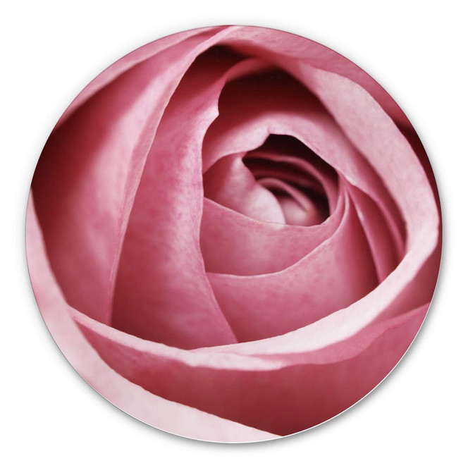 Alu-Dibond Die rosa Rose - Rund