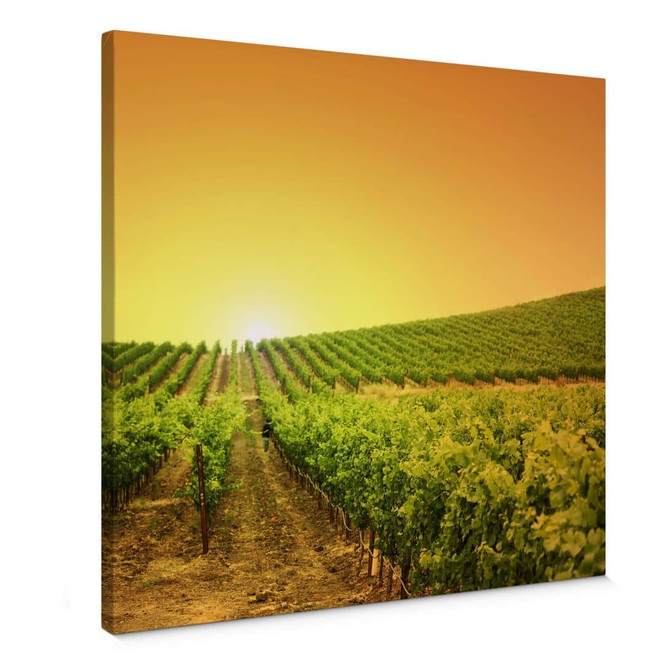 Leinwandbild Sonnenuntergang im Weinberg