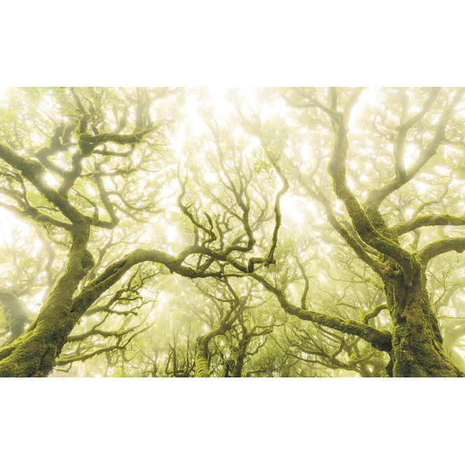 Fototapete Green Fire