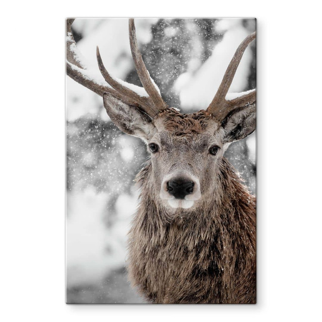 Glasbild Hirsch im Schneegestöber - Strigel