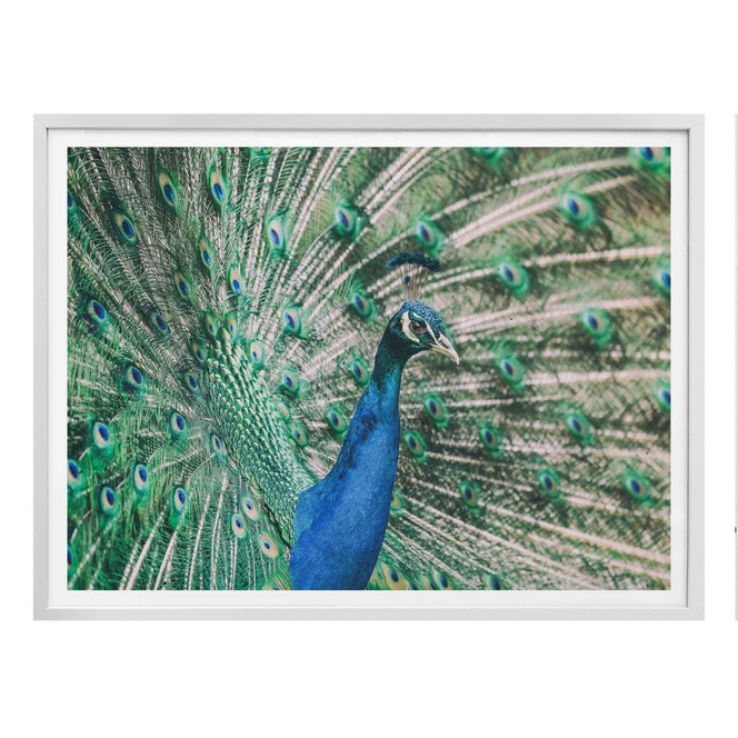 Poster Peacock