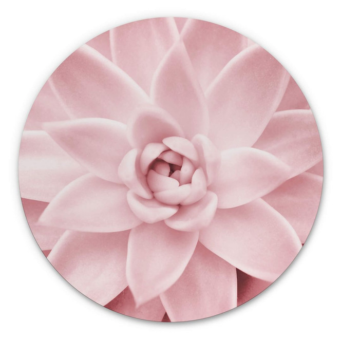 Alu-Dibond Sisi & Seb - Rosa Sukkulente - Rund