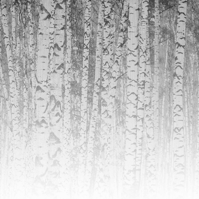 Fototapete Birkenwald BirchForest1 in grau weiss - Vliestapete Designwalls 2 - 2.55x3.5 m