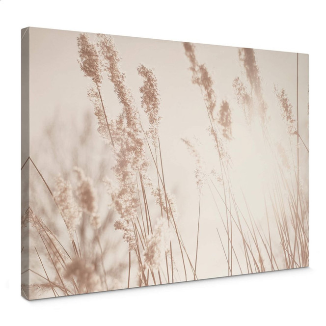 Leinwandbild Gräser im Sonnenlicht - Bild 1