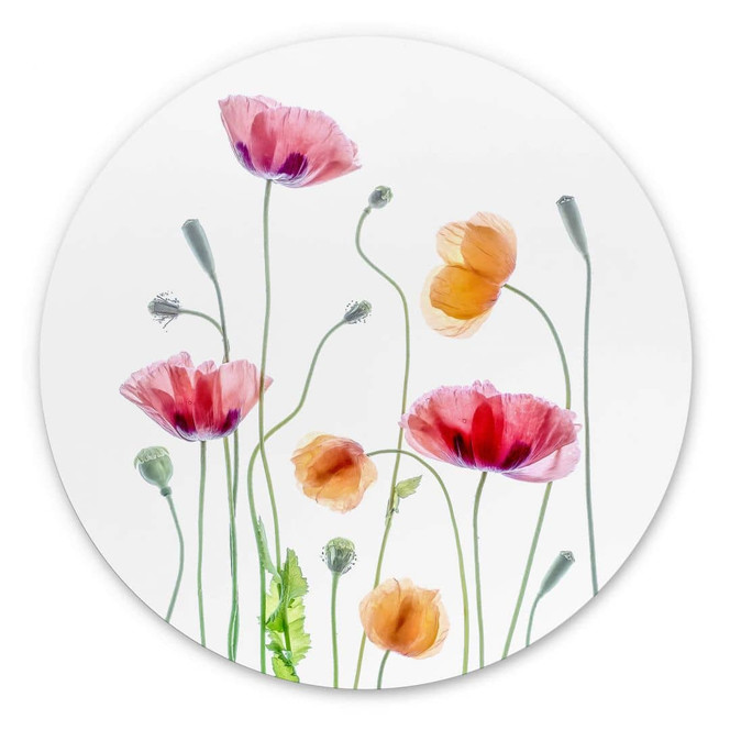 Wandbild Bunte Mohnblumen - Alu-Dibond Rund - Disher