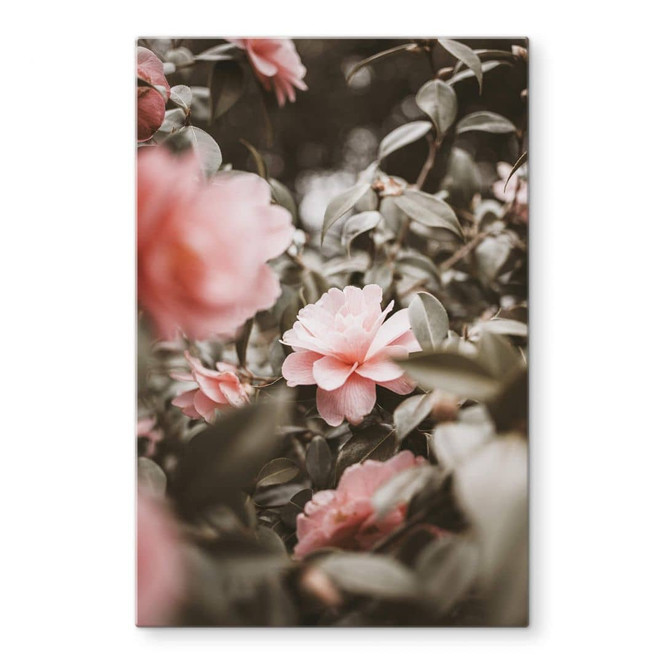 Glasbild Annie - Rosenblüte