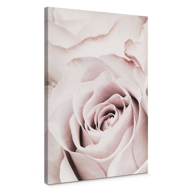 Leinwandbild 1X Studio - Edelrose