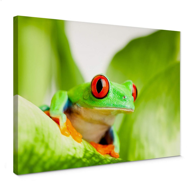 Leinwandbild Knallfrosch