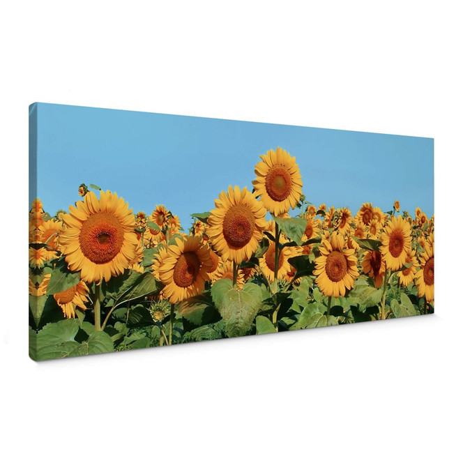 Leinwandbild Sonnenblumenfeld - Panorama