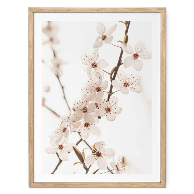 Poster Zweig mit weissen Kirschblüten - Sisi & Seb