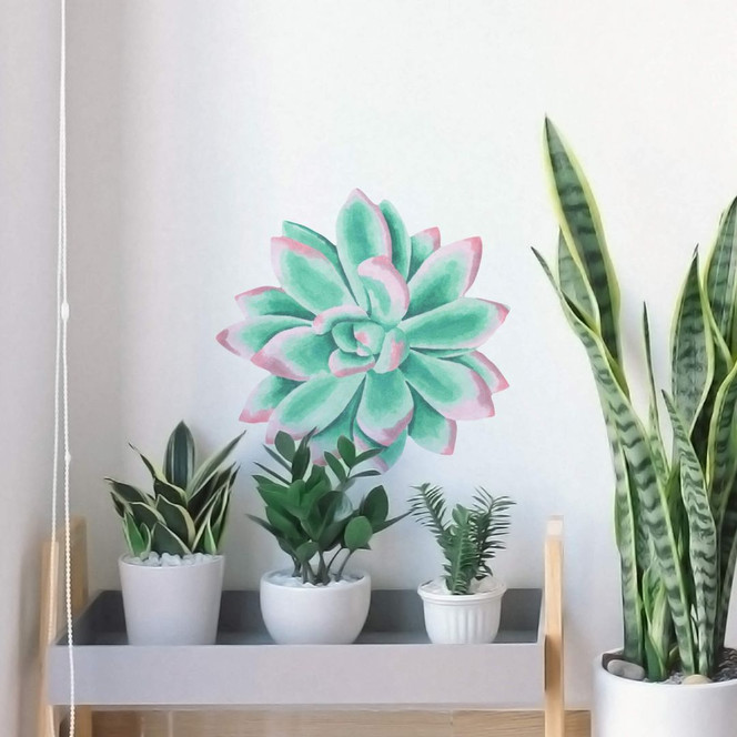 Wandtattoo Sukkulente Echeveria rosa Spitzen Watercolor