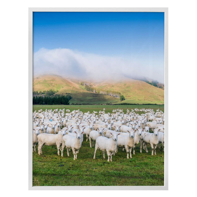 Poster Colombo - Schafherde in Neuseeland