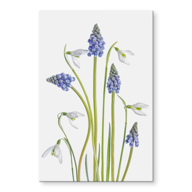 Acrylglasbild Disher - Frühjahrsblüher