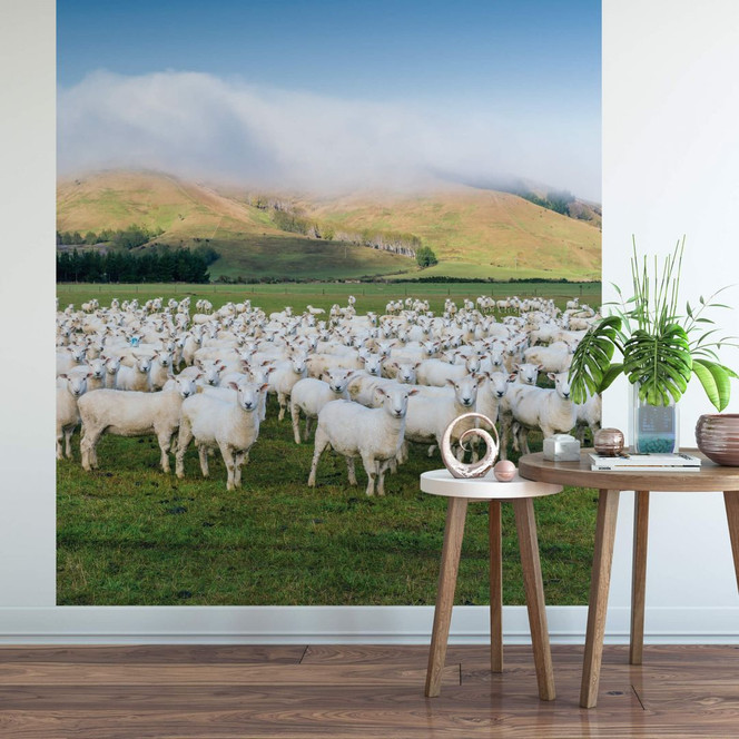 Fototapete Colombo - Schafherde in Neuseeland - 192x260cm - Bild 1