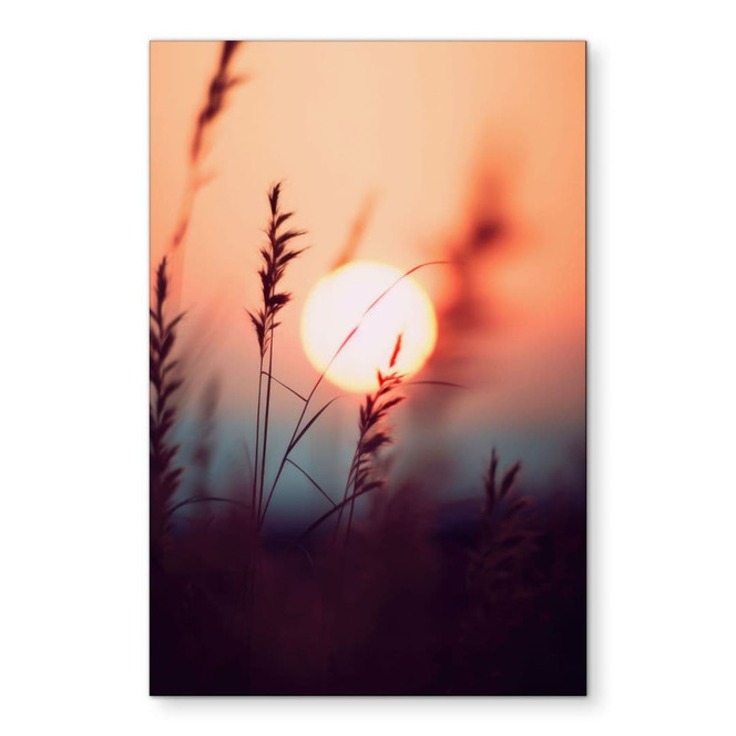 Wandbild Gräser im Licht der glühenden Sonne - Treechild - Alu-Dibond