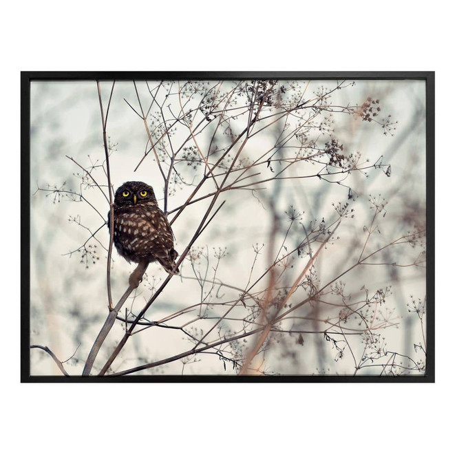 Poster Avramescu - Eulenaugen