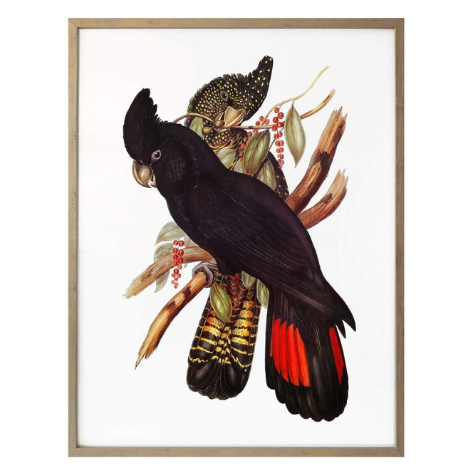 Poster Schwarzer Kakadu
