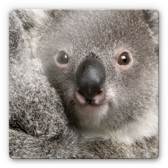Glasbild Cuddly Koala
