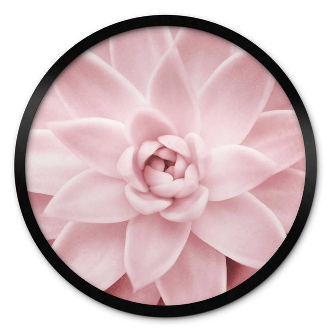 Poster Sisi & Seb - Rosa Sukkulente - Rund