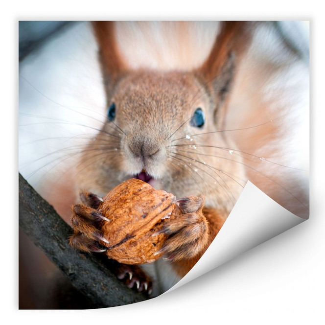 Wallprint Eichhörnchen mit Nuss - quadratisch