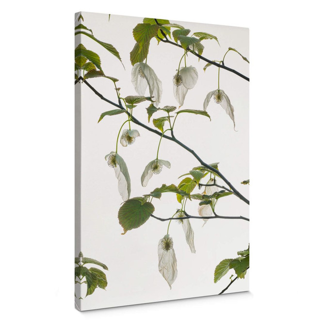 Leinwandbild Kadam - Taubenbaum - Bild 1