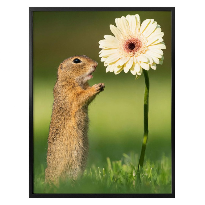 Poster van Duijn - Erdhörnchen mit Gerbera