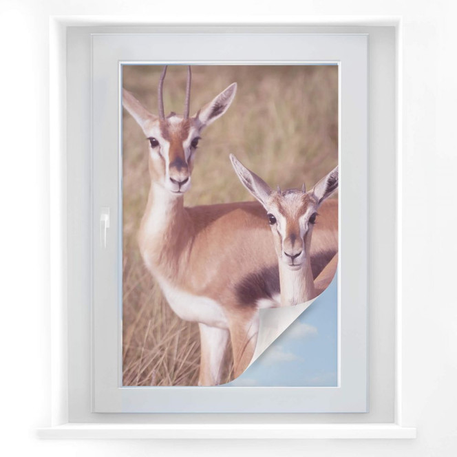 Sichtschutzfolie Springböcke