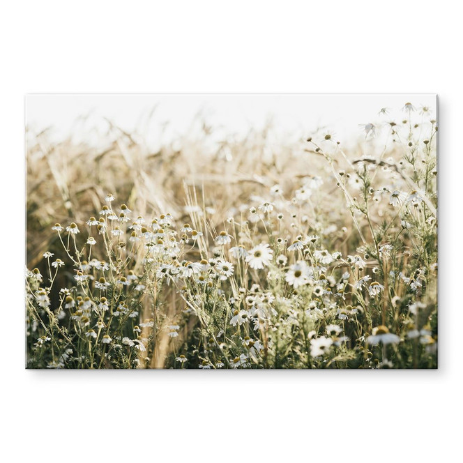 Glasbild Sommerwiese mit Kamille - Annie