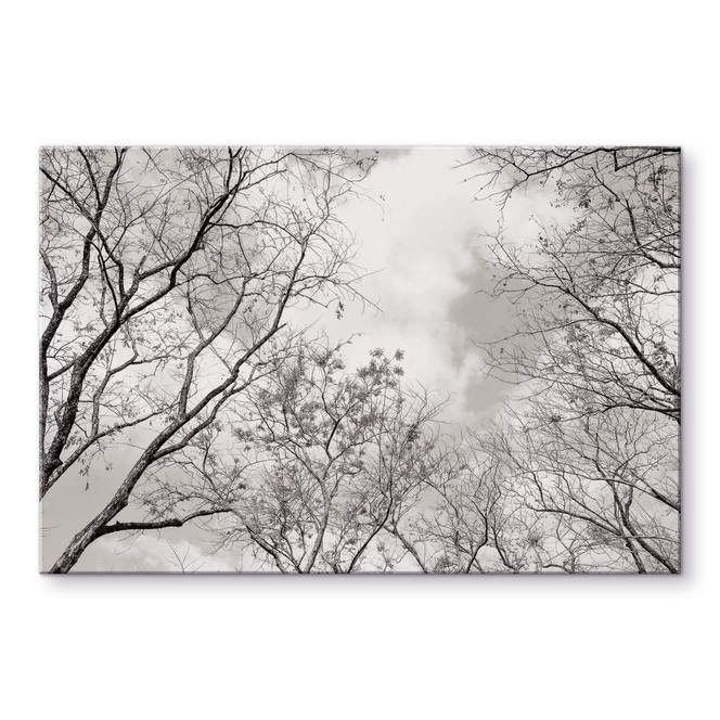 Acrylglasbild Baumkronen im Himmel