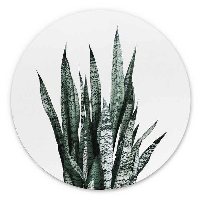 Alu-Dibond Bogenhanf Pflanze - Sisi & Seb - Rund