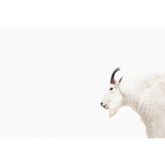 Livingwalls Fototapete ARTist Mountain Goat mit Schneeziege braun, weiss - Bild 1