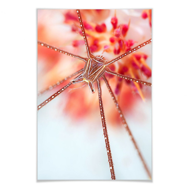 Poster Narchuk - Unterwasser-Exotik