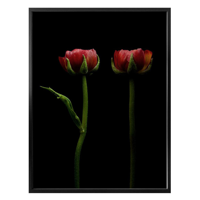 Poster Zwei rote Ranunkeln
