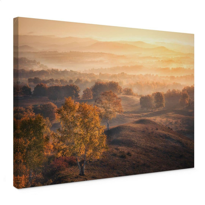 Leinwandbild Landschaft - Birkenbäume im goldenen Morgentau - Cui