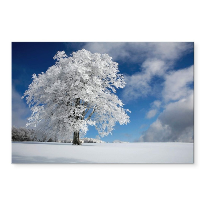 Acrylglasbild Schumacher - Weisse Windbuche im Schwarzwald