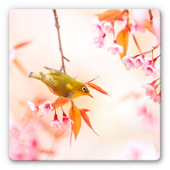 Glasbild Vogelgezwitscher in der Kirschblüte - quadratisch