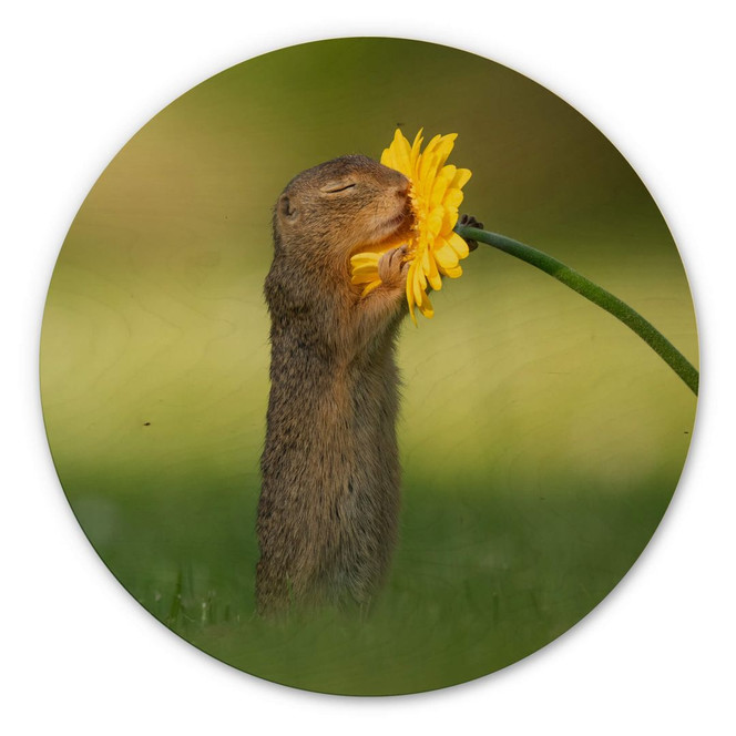 Holzbild van Duijn - Erdhörnchen riecht an Blume - Rund