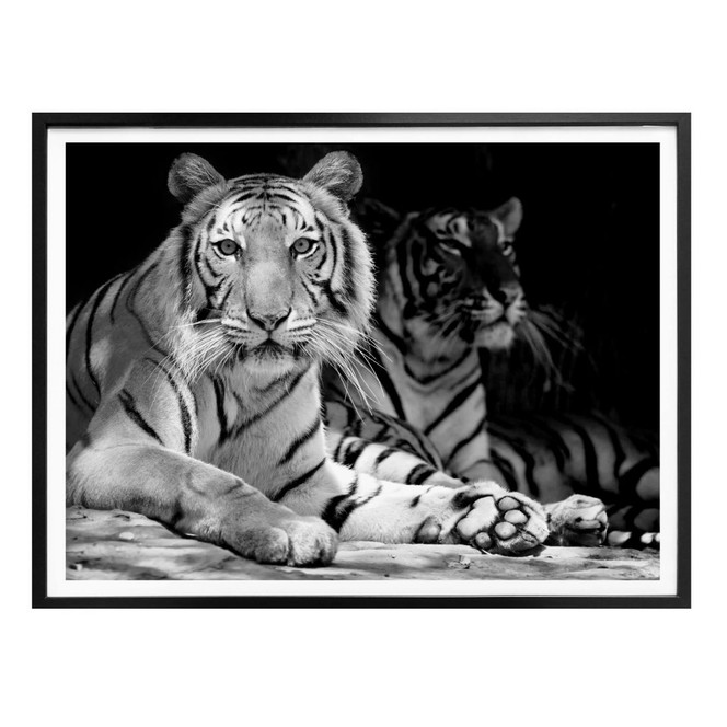 Poster Zwei Königstiger - schwarz/weiss