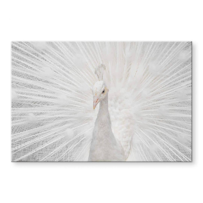 Acrylglasbild Fegari - Weisser Pfau