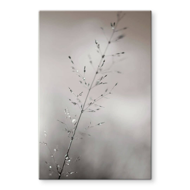 Glasbild mit Naturfotografie - Grashalm mit Tautropfen - Sillen